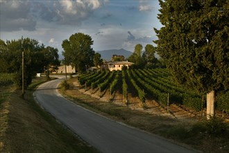 Vineyards of the Sagrantino wine of Montefalco in the Torre area