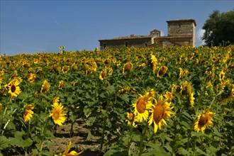 Sunflowers near the Simigni Castle in Bastardo