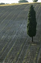 New vineyard and cypress tree near Saragano, Umbria, Italie
