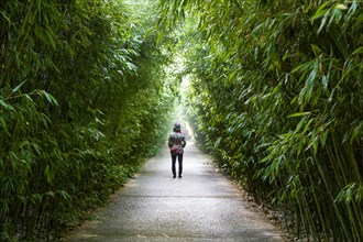 Fontanellato, Labirinto della Masone, by Franco Maria Ricci: one of the walkway with bamboo plants
