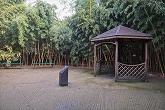 Fontanellato, Labirinto della Masone, by Franco Maria Ricci: one corner in the labyrinth with bamboo plants