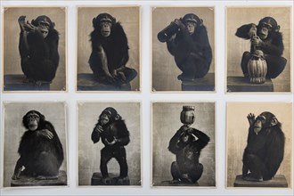 “Pierrette, la scimpanzé/mascotte di Gea della Garisenda"