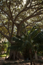 Palermo, Palazzo Reale o Palazzo dei Normanni, lato sud ovest, i giardini del Bastione di San