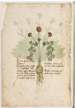 Erbario di Trento (Manoscritto n° 1591), XVI secolo, carta 1 verso: “Herba Sfoioxa Over Sfilloxa”
