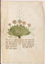Erbario di Trento (Manoscritto n° 1591), XVI secolo, carta 4 recto: “Consolida Menor Zoè Minima”