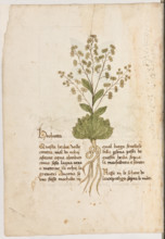 Erbario di Trento (Manoscritto n° 1591), XVI secolo, carta 5 verso: “Hochietta”.
“Questa herba