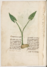 Erbario di Trento (Manoscritto n° 1591), XVI secolo, carta 7 verso: “Cerpentaria Menor”.

“Questa