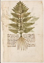 Erbario di Trento (Manoscritto n° 1591), XVI secolo, carta 8 recto: “Ortiga Maçor”.
“Questa herba