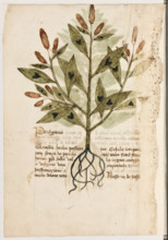 Erbario di Trento (Manoscritto n° 1591), XVI secolo, carta 8 verso: “Persigaria”.
“Questa herba,