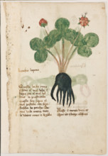 Erbario di Trento (Manoscritto n° 1591), XVI secolo, carta 9 recto: “Branchia Lupana”.
“Questa