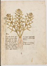 Erbario di Trento (Manoscritto n° 1591), XVI secolo, carta 11 recto: “Yva”.
“Questa herba si é