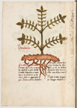 Erbario di Trento (Manoscritto n° 1591), XVI secolo, carta 14 verso: “Bonifacia”.
“Con osso