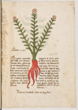 Erbario di Trento (Manoscritto n° 1591), XVI secolo, carta 16 recto: “Tors Mazor”.
“Si quem