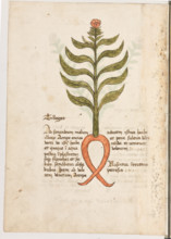 Erbario di Trento (Manoscritto n° 1591), XVI secolo, carta 16 verso: “Tillogas”.
“Ad sanandum