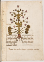 Erbario di Trento (Manoscritto n° 1591), XVI secolo, carta 17 recto: “Triacho”.
“Ad sanandum