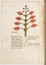 Erbario di Trento (Manoscritto n° 1591), XVI secolo, carta 17 verso: “Superna”.
“Ad sanandum omnem