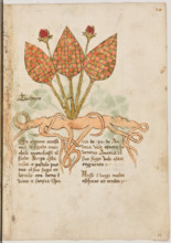 Erbario di Trento (Manoscritto n° 1591), XVI secolo, carta 19 recto: “Teoderis”.
“Se alguno avesse