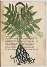 Erbario di Trento (Manoscritto n° 1591), XVI secolo, carta 20 recto: “Hevollo”.
“Ouesta herba