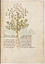 Erbario di Trento (Manoscritto n° 1591), XVI secolo, carta 21 recto: “Ypericon Over Perforata Over