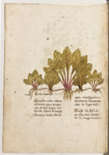 Erbario di Trento (Manoscritto n° 1591), XVI secolo, carta 21 verso: “Erba Lorença. Pilosella”