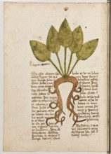 Erbario di Trento (Manoscritto n° 1591), XVI secolo, carta 22 verso: “Lingua Cornena”.
“Si esset