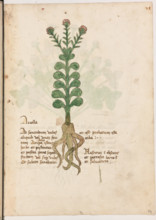Erbario di Trento (Manoscritto n° 1591), XVI secolo, carta 24 recto: “Ariolla”.
“Ad sanandum