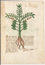 Erbario di Trento (Manoscritto n° 1591), XVI secolo, carta 26 recto: erba.
“Si esset aliquis qui