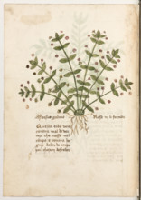 Erbario di Trento (Manoscritto n° 1591), XVI secolo, carta 26 verso:. “Morsus Galine”.
“Questa