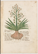 Erbario di Trento (Manoscritto n° 1591), XVI secolo, carta 27 recto: ”Centum Chapita Vel Amfodili