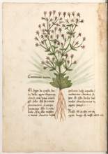 Erbario di Trento (Manoscritto n° 1591), XVI secolo, carta 27 verso: ”Centaurea Menor”.
“El sugo