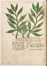 Erbario di Trento (Manoscritto n° 1591), XVI secolo, carta 28 verso: ”Bonifacia”.
“Si esset