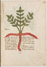 Erbario di Trento (Manoscritto n° 1591), XVI secolo, carta 29 recto: ”Bossosilles”.
“Si esset