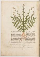Erbario di Trento (Manoscritto n° 1591), XVI secolo, carta 30 verso: ”Agremonia Val Resta”