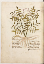 Erbario di Trento (Manoscritto n° 1591), XVI secolo, carta 31 verso: “Chastra Chan”.
“A chi avese