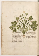 Erbario di Trento (Manoscritto n° 1591), XVI secolo, carta 32 verso: ”Pe Cholombino”.
“Questa erba