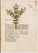 Erbario di Trento (Manoscritto n° 1591), XVI secolo, carta 34 recto: ”Antolla Menor”.
“Ad sanandum