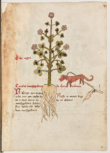 Erbario di Trento (Manoscritto n° 1591), XVI secolo, carta 38 recto: “Erba Negra”.
“Contra