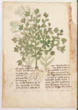 Erbario di Trento (Manoscritto n° 1591), XVI secolo, carta 39 verso: “Eufragia”.
“Questa erba val