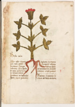 Erbario di Trento (Manoscritto n° 1591), XVI secolo, carta 40 recto: “Herba Rena”.
“Si esset