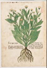 Erbario di Trento (Manoscritto n° 1591), XVI secolo, carta 43 verso: “Fiore d’Ogni Mexe”.
“Le erbe