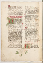 Erbario di Trento (Manoscritto n° 1591), XVI secolo, carta 61 verso.

[ENG]
Herbarium of Trento