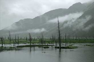 Swampy landscape in Anchorage, destroyed by a tsunami, Alaska