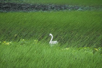 Swan in a swamp, near Anchorage in Alaska