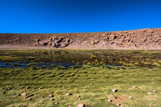 Oasis dans le désert d'Atacama, Chili et Bolivie