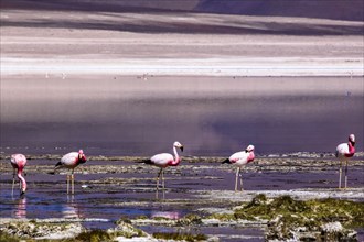 Pink flamingos in the salar de Atacama, Chile and Bolivia