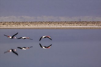 Flying pink flamingos in the salar de Atacama, Chile and Bolivia