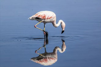 Pink flamingo from the Andes and its reflection in the salar de Atacama, Chile and Bolivia