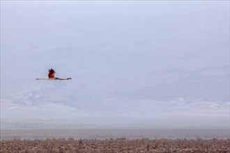 Flamand rose des Andes en train de voler dans le salar d'Atacama, Chili et Bolivie