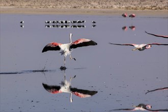 Pink flamingos from the Andes in the salar de Atacama, Chile and Bolivia