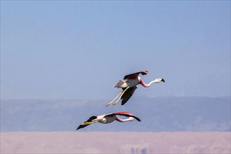 Flamands rose des Andes en train de voler dans le salar d'Atacama, Chili et Bolivie